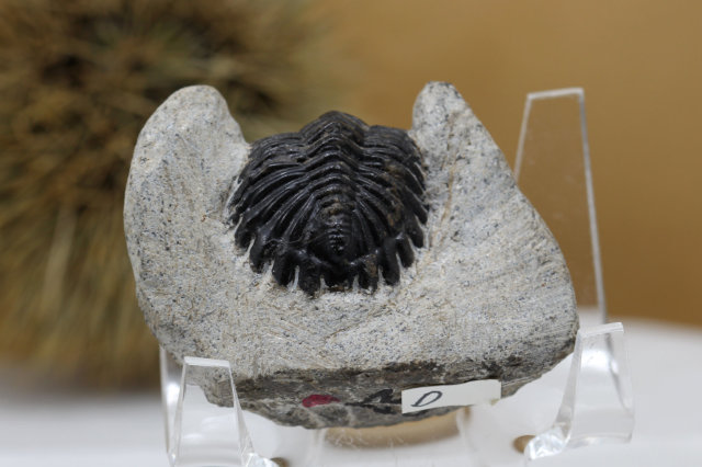 三葉虫の化石/ホランドプス(R107)