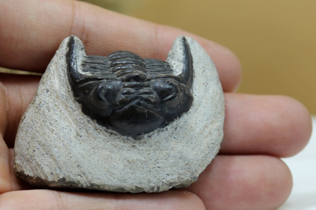 三葉虫の化石/ホランドプス(R107)