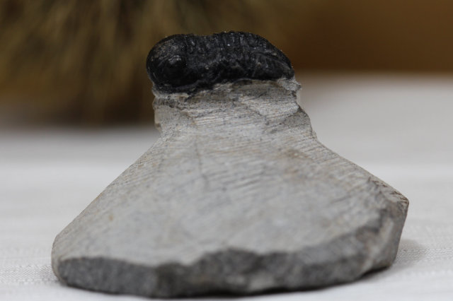 【SOLDOUT】三葉虫の化石/メタカンティーナ/Metacantina Issoumourensis(R110)