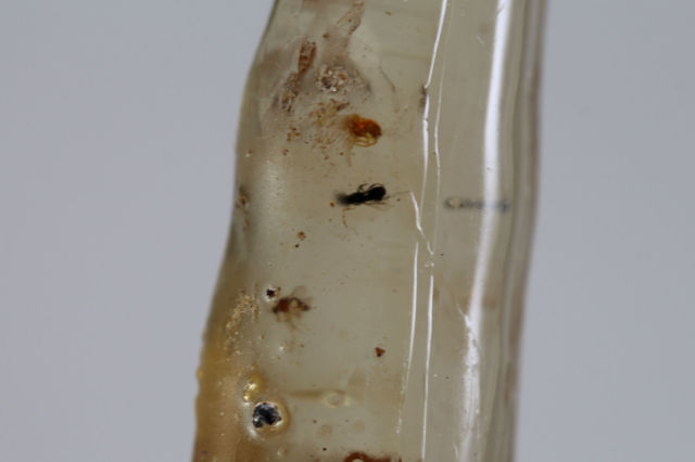 虫入りコパル(アンバー)/虫入り琥珀/未研磨(S102)