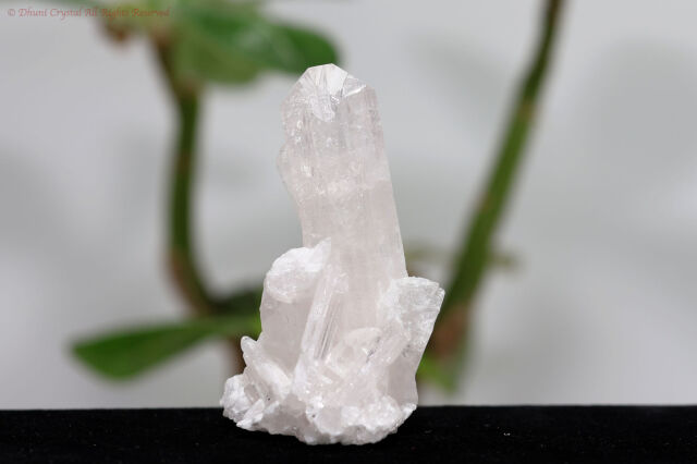 【SOLDOUT】ダンビュライト(T368)