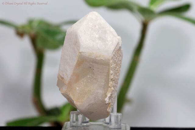 ホワイトコート・アーカンソー水晶/アルバイト結晶(T369)