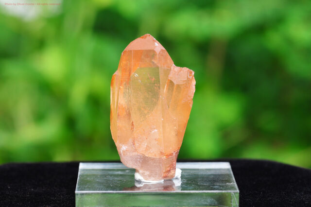 【SOLDOUT】ブラジリアン・ゴールデンヒーラー/シングルポイント(T402)