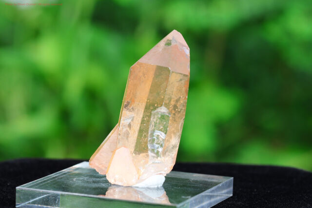 【SOLDOUT!】 ブラジリアン・ゴールデンヒーラー/シングルポイント(T403)