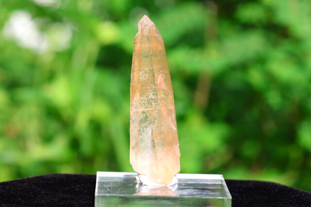 【SOLDOUT!】 ブラジリアン・ゴールデンヒーラー/シングルポイント(T405)