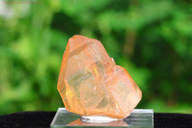 【SOLDOUT】ブラジリアン・ゴールデンヒーラー/シングルポイント(T407)