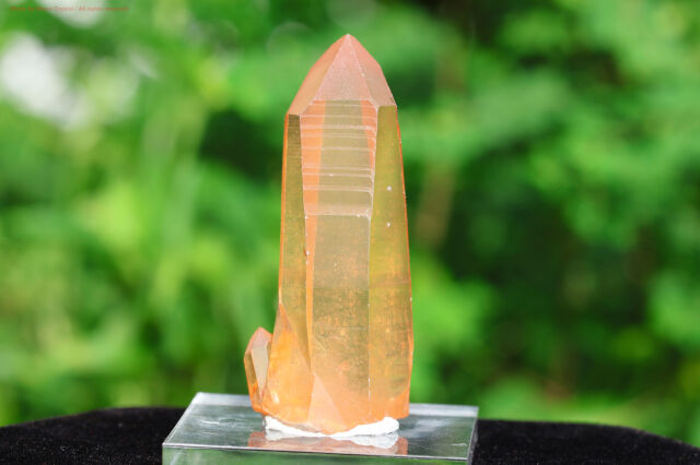 【SOLDOUT】ブラジリアン・ゴールデンヒーラー/シングルポイント(T408)