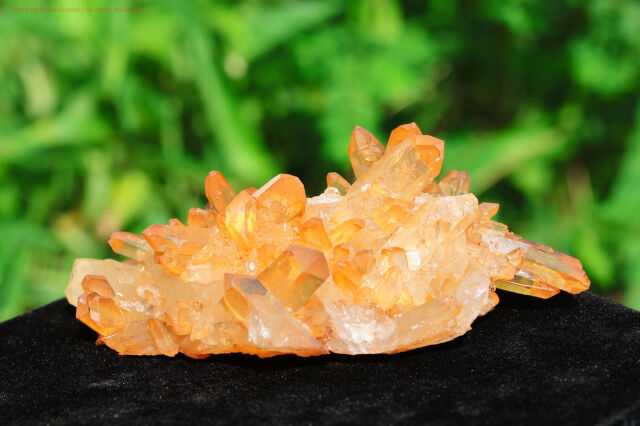 【SOLDOUT】ブラジリアン・ゴールデンヒーラー/クラスター(T412)