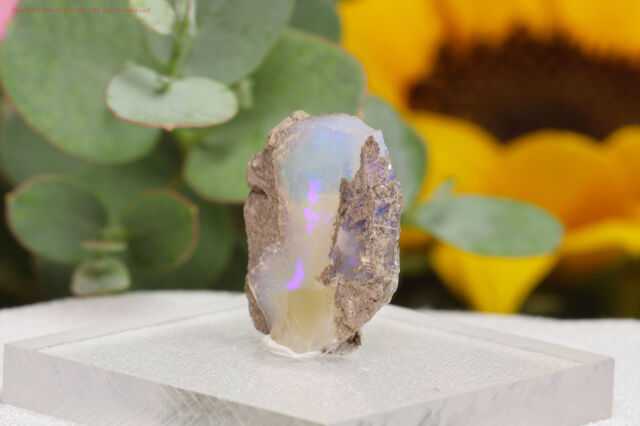 t463-3.jpg?t=20251012162350