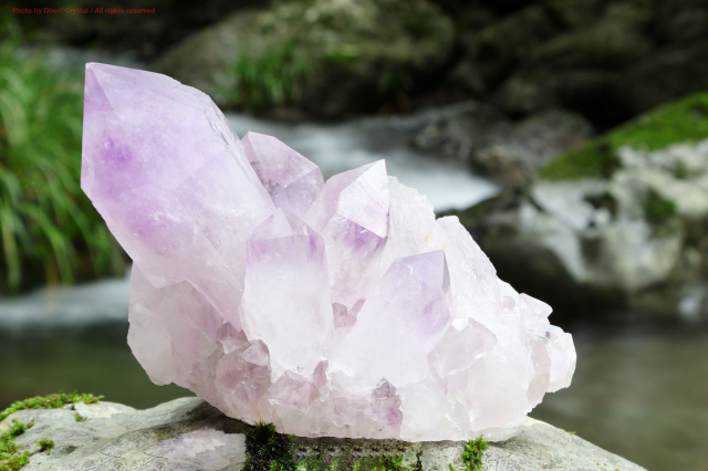 アナヒ・アメジスト(T510)