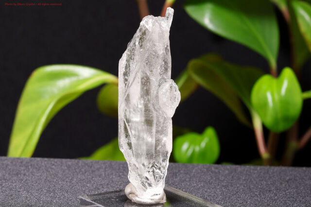 ピュアレイ・レムリアンルーツ(T547)