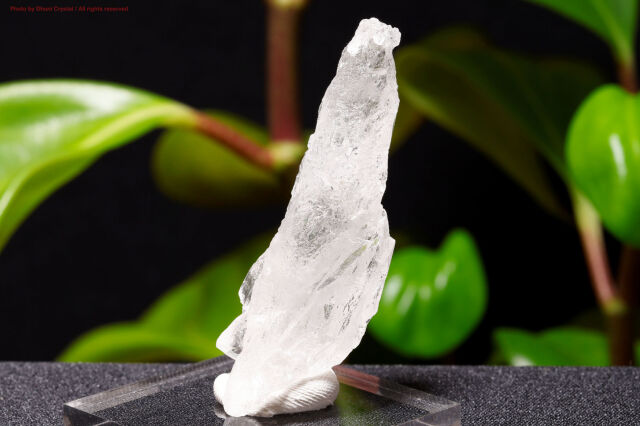 ペトリファイドウッド/珪化木(W839)