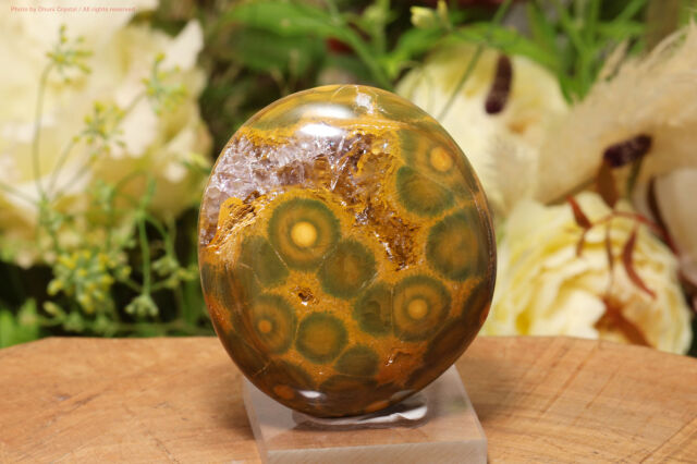 カバンビー・オーシャンジャスパー(T636)