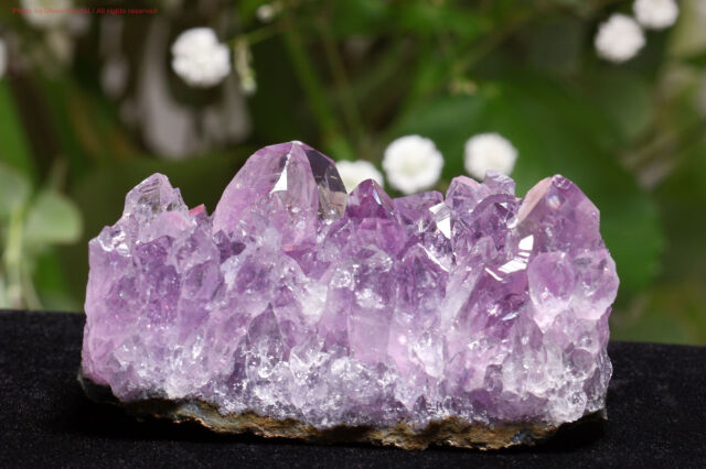 アメジスト/クラスター(T673)