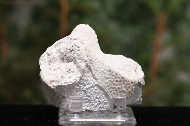 1 サンゴの化石　亀　(大)　天然石　 菊目石　珊瑚　コラール　縁起物　魔除け Amazon.co.jp: 1 サンゴの化石 亀 大 天然石 菊目石 珊瑚 コラール