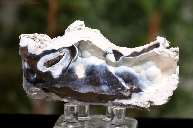 アゲート化サンゴ/珊瑚の化石(T722