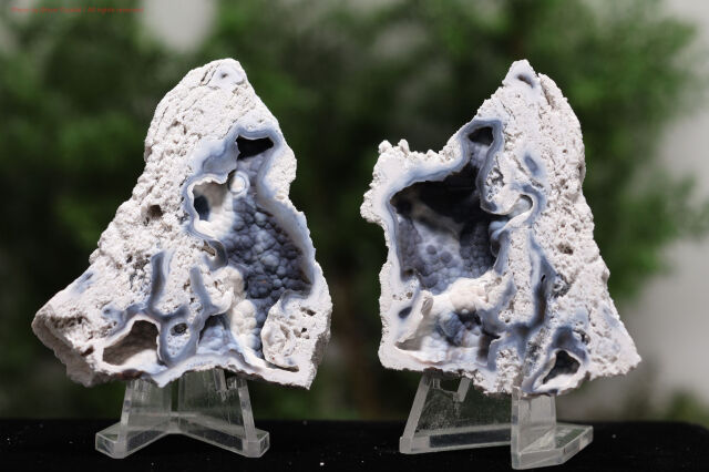 アゲート化サンゴ/珊瑚の化石(T723