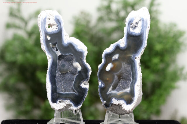 アゲート化サンゴ/珊瑚の化石/ペア(T724