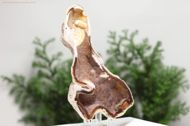 アゲート化サンゴ/珊瑚の化石(T726