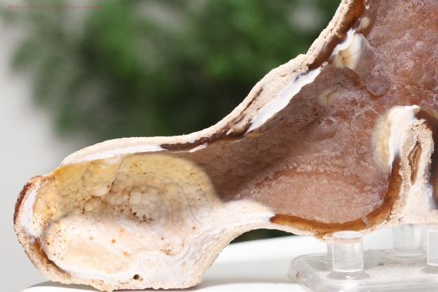 アゲート化サンゴ｜珊瑚の化石が瑪瑙化した天然石・グラウンディング