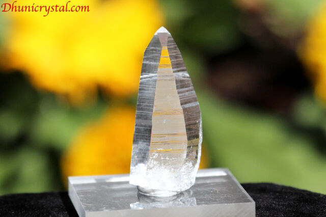 コロンビアンレムリアン