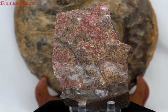 アンモライト(V921)