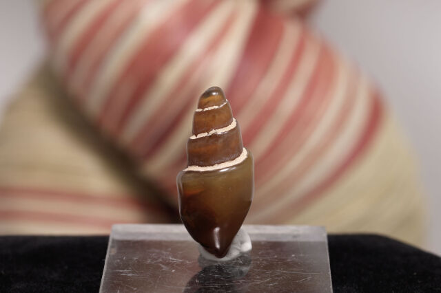 貝の化石/カーネリアン（W247)