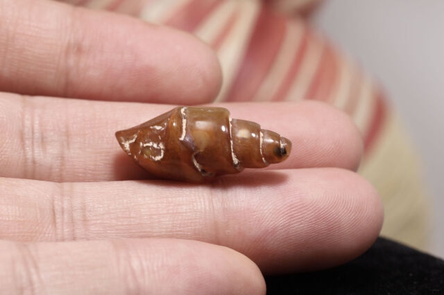 貝の化石/カーネリアン（W247)