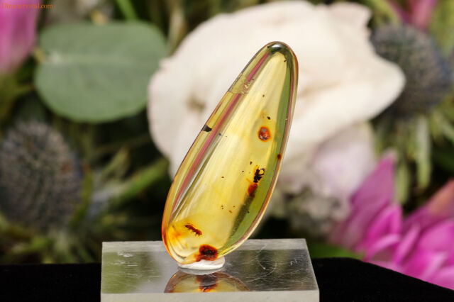 【SOLDOUT】コロンビアン・アンバー/虫さん入り(W346)