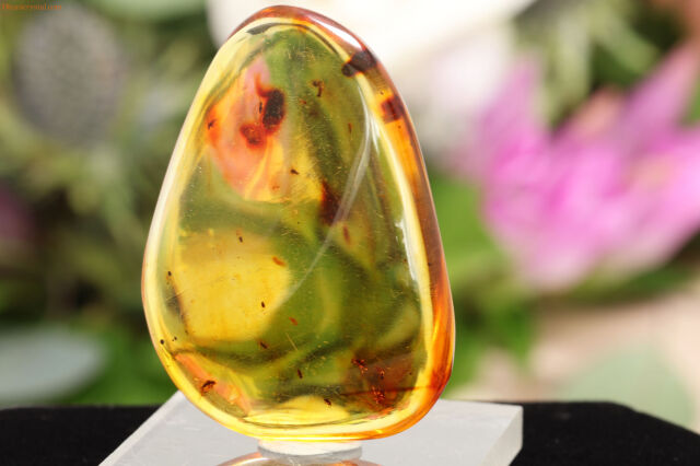 コロンビア産　虫入りアンバー 虫入り琥珀 コロンビア産 24.13ct [221018551]35.6x27.2mm前後