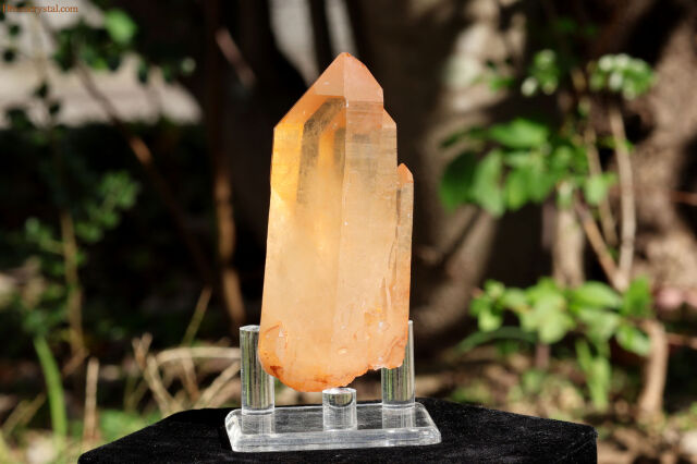 ブラジリアン・ゴールデンヒーラー/シングルポイント(W561)