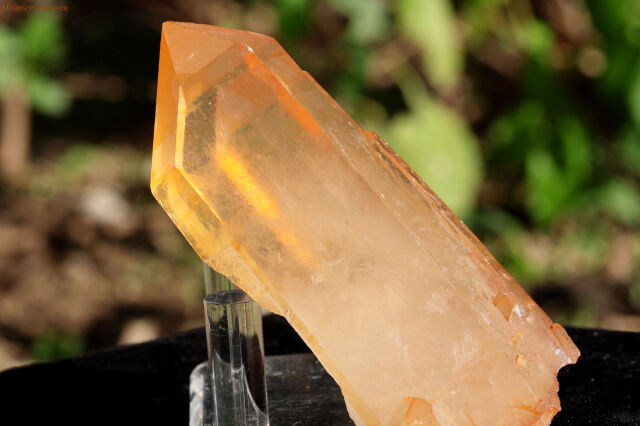 ブラジリアン・ゴールデンヒーラー/シングルポイント(W561)