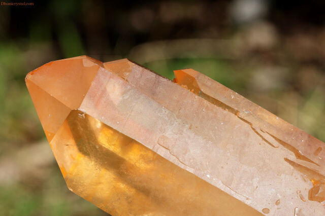 ブラジリアン・ゴールデンヒーラー/シングルポイント(W561)