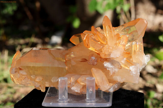 ブラジリアン・ゴールデンヒーラー/シングルポイント(W563)