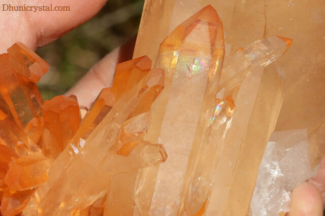 ブラジリアン・ゴールデンヒーラー/シングルポイント(W563)