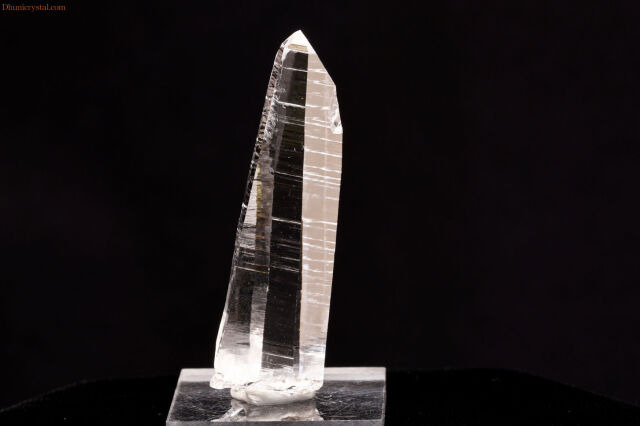 【SOLDOUT】コロンビアン・レムリアン(W585)