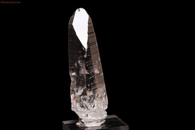 コロンビアン・レムリアン(W587)