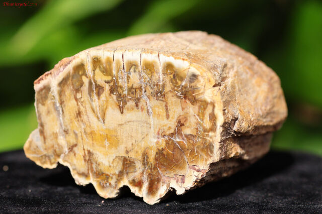 ペトリファイドウッド/珪化木(W833)