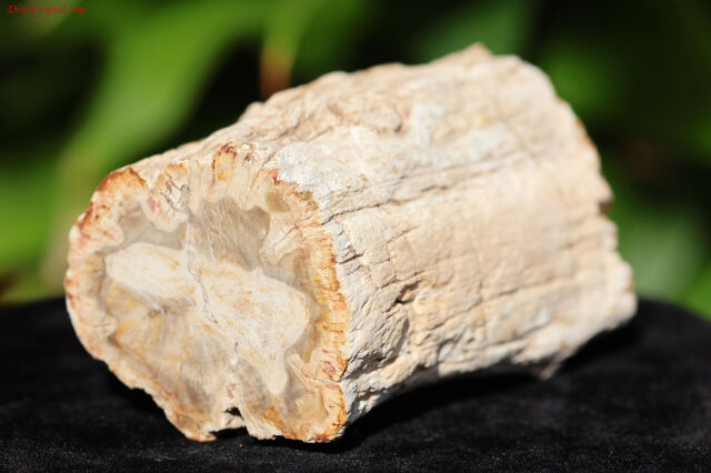 【SOLDOUT】ペトリファイドウッド/珪化木(W834)