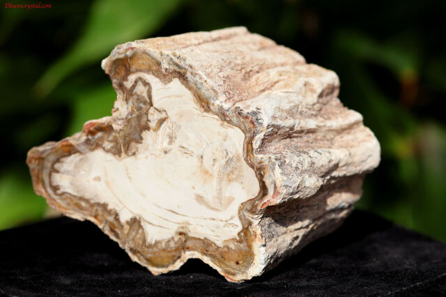 【SOLDOUT】ペトリファイドウッド/珪化木(W835)