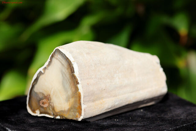 ペトリファイドウッド/珪化木(W836)