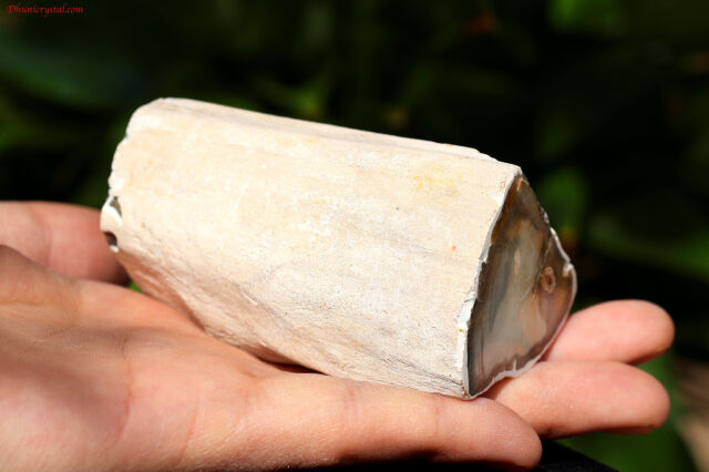 珪化木 超美品 20cm×5cm 625g エスケー化研 水性セラミシリコン N-85 半艶 16Kg | ペンキ