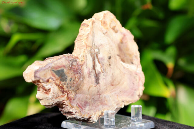 ペトリファイドウッド/珪化木(W837)