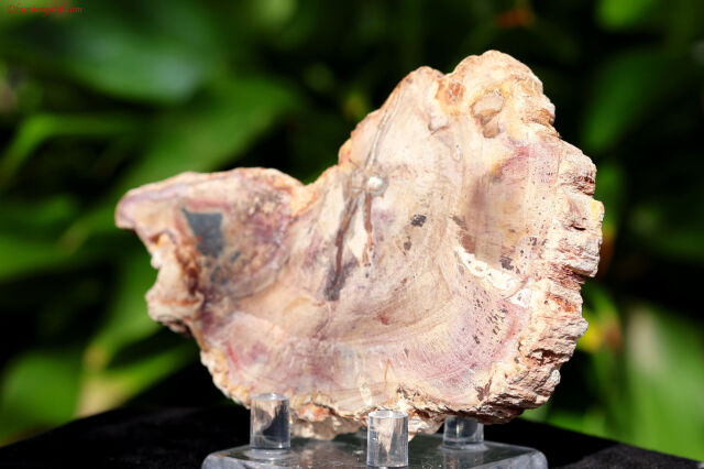 ペトリファイドウッド/珪化木(W837)