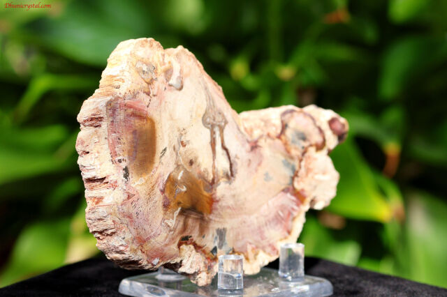 ペトリファイドウッド/珪化木(W837)