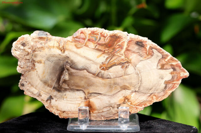 ペトリファイドウッド/珪化木(W838)