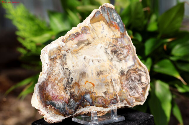 ペトリファイドウッド/珪化木(W839)