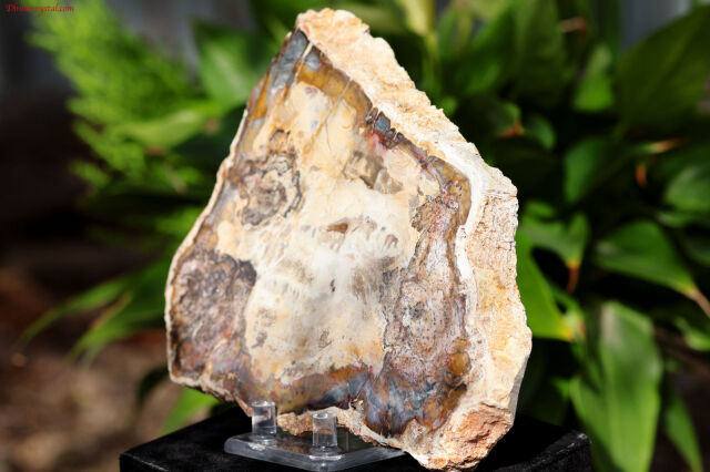 ペトリファイドウッド/珪化木(W839)