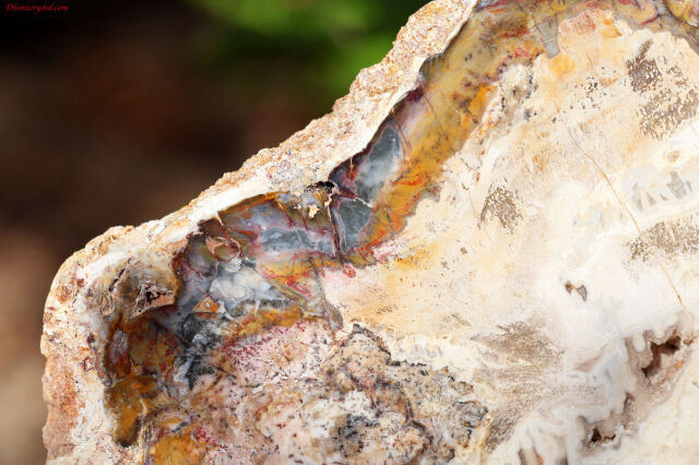 珪化木 個体が選べます amabro 珪化木 ウッドコースター ナチュラル – くらす