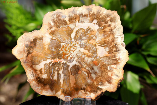 【SOLDOUT】ペトリファイドウッド/珪化木(W840)